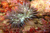 Anemone Dorato