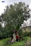 Carlo Sacchi, proprietario dell'albero di ulivo secolare di 100 anni