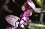 orchidea_2