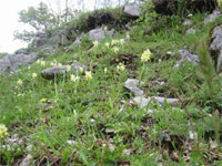 Valle delle orchidee