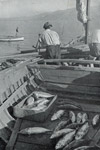 Storia del Cilento > Barca piena di palombi